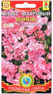 Флокс махровый Шанель