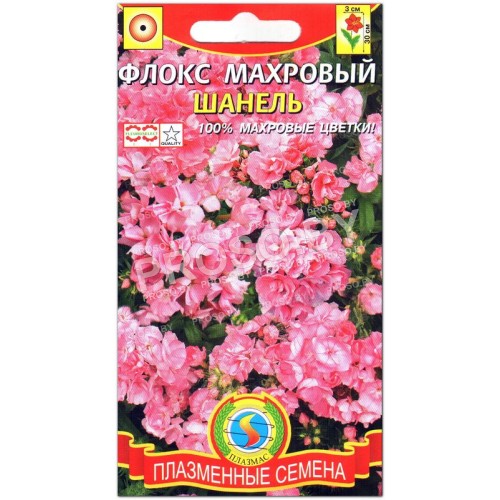 Флокс махровый Шанель