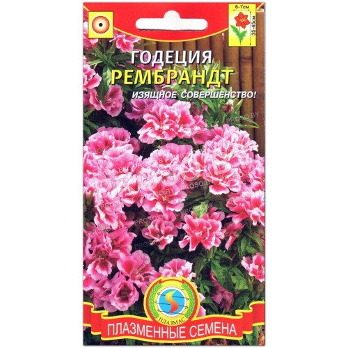 Годеция крупноцветковая Рембрандт