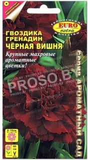 Гвоздика гренадин Черная вишня