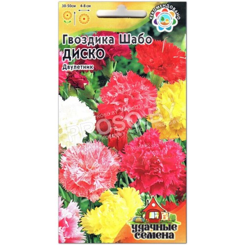 Гвоздика Шабо диско, смесь