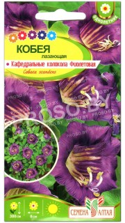 Кобея лазающая Кафедральные колокола Фиолетовая