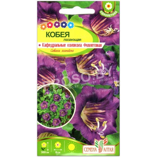 Кобея лазающая Кафедральные колокола Фиолетовая