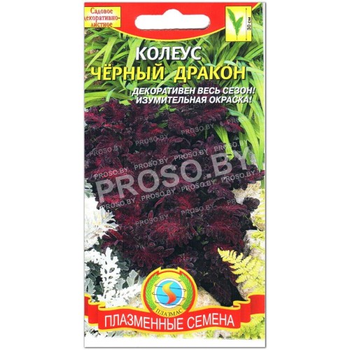 Колеус Черный (блэк) дракон-1