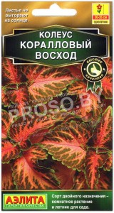Колеус Коралловый восход