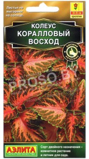Колеус Коралловый восход