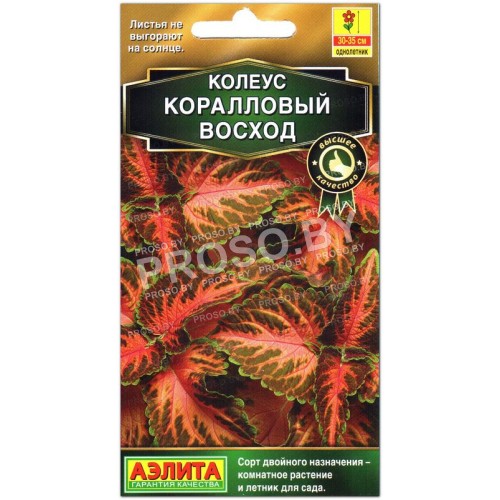 Колеус Коралловый восход
