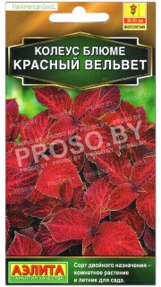 Колеус блюме Красный вельвет