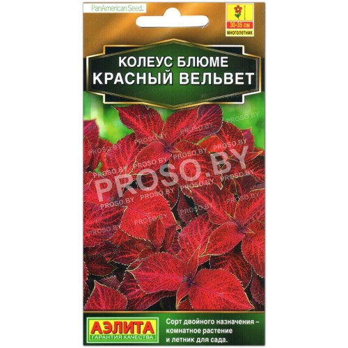 Колеус блюме Красный вельвет