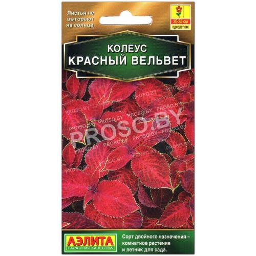 Колеус блюме Красный вельвет-1