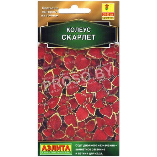 Колеус Скарлет