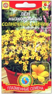 Лен низкорослый Солнечный зайчик