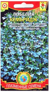 Лобелия Кембридж