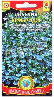Лобелия Кембридж