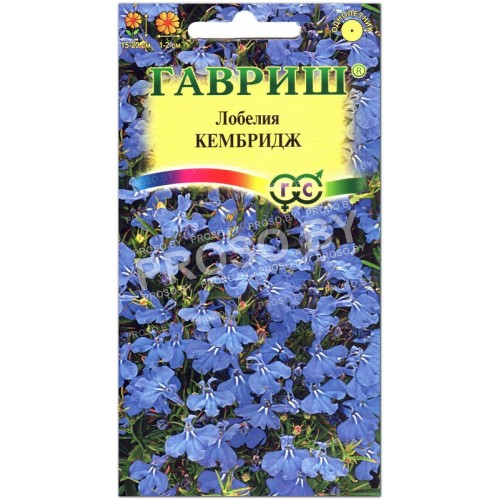 Лобелия Кембридж-1