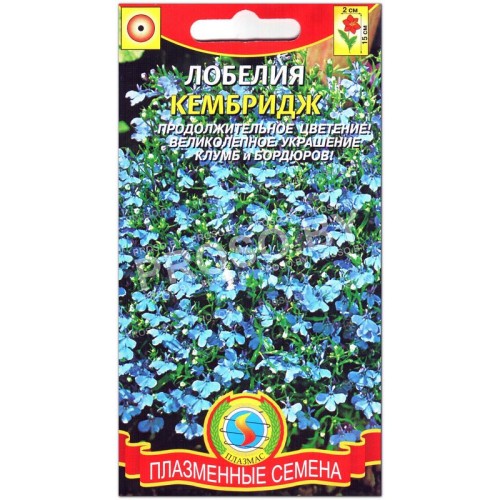Лобелия Кембридж