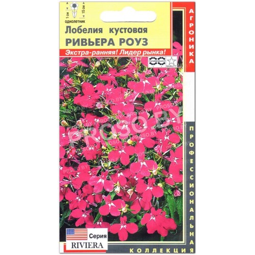 Лобелия кустовая Ривьера роуз (riviera rose) F1