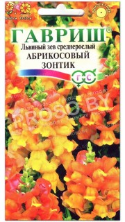 Львиный зев Абрикосовый зонтик, среднерослый