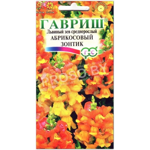 Львиный зев Абрикосовый зонтик, среднерослый