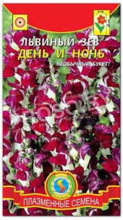 Львиный зев День и ночь