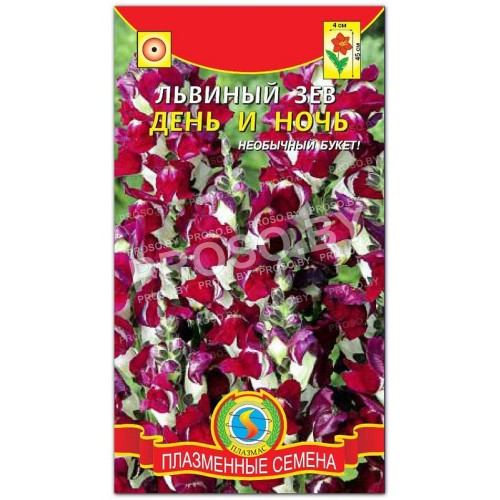 Львиный зев День и ночь