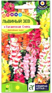 Львиный зев Гигантская смесь