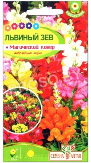 Львиный зев Магический ковер