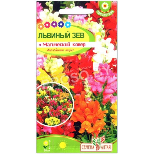 Львиный зев Магический ковер