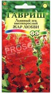 Львиный зев Жар любви, высокорослый