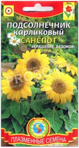 Подсолнечник карликовый Санспот