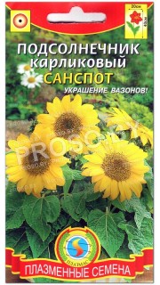 Подсолнечник карликовый Санспот