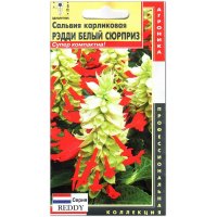 Сальвия карликовая Рэдди белый сюрприз