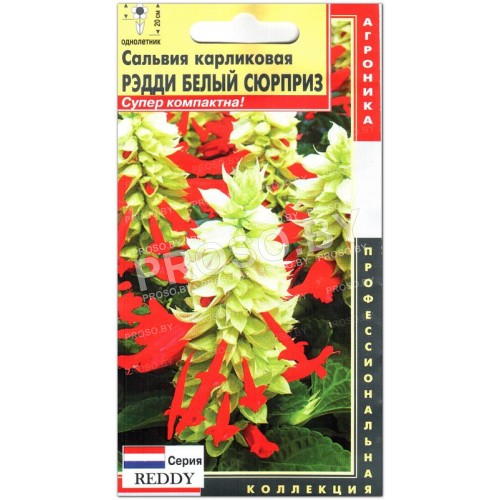 Сальвия карликовая Рэдди белый сюрприз