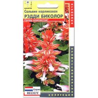 Сальвия карликовая Рэдди биколор
