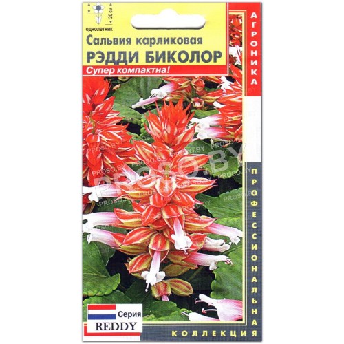 Сальвия карликовая Рэдди биколор