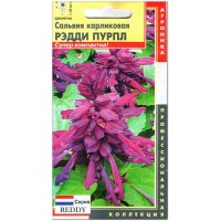 Сальвия карликовая Рэдди пурпл