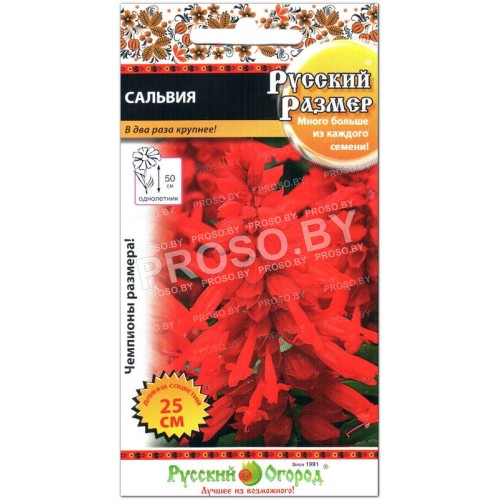 Сальвия Русский размер