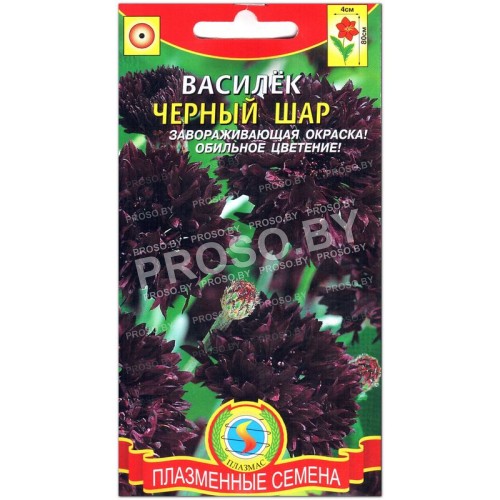 Василек Черный шар-1
