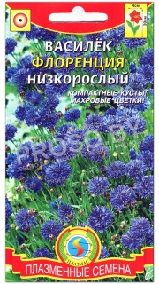 Василек низкорослый Флоренция