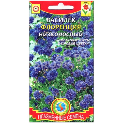 Василек низкорослый Флоренция