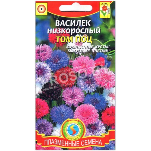Василек низкорослый Том Поц