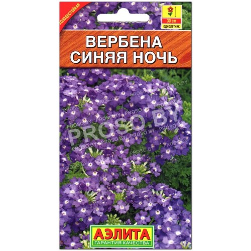 Вербена Синяя ночь