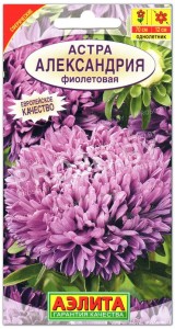 Астра Александрия фиолетовая