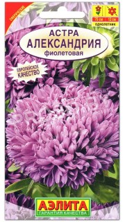 Астра Александрия фиолетовая