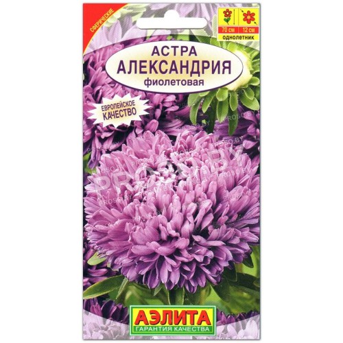 Астра Александрия фиолетовая
