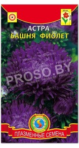 Астра Башня фиолет