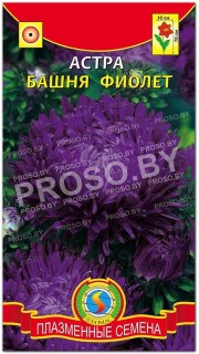 Астра Башня фиолет