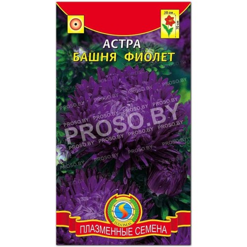 Астра Башня фиолет