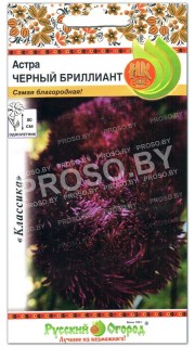 Астра Черный бриллиант