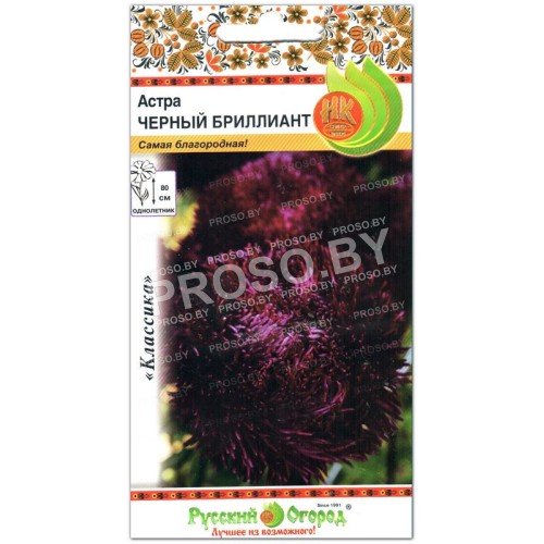 Астра Черный бриллиант